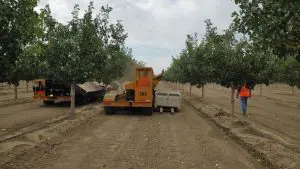 האבקה מדייקת. צילום עידית